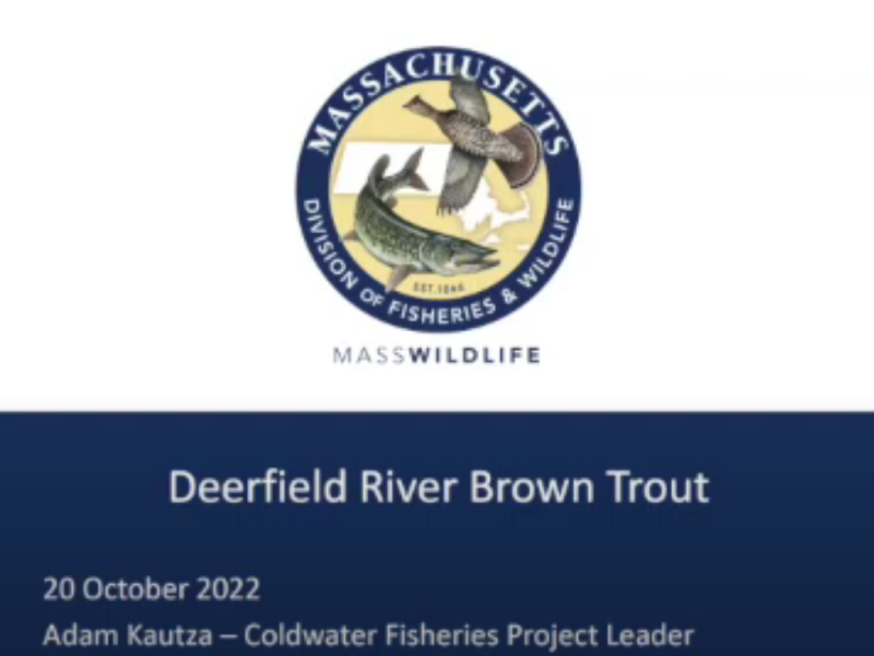 Wild Trout on the Deerfield